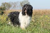 SCHAPENDOES 451